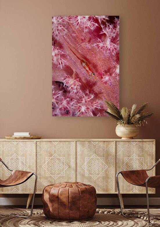 Tiny goby in pink soft coral by Anthony Leydet
