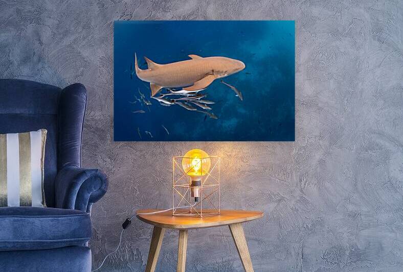 Maldivian nurse shark by Anthony Leydet