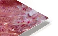 Tiny pink goby - Mauritius HD Metal print