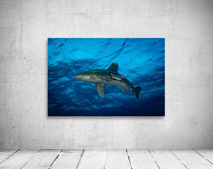 Oceanic Whitetip shark Wall Preview