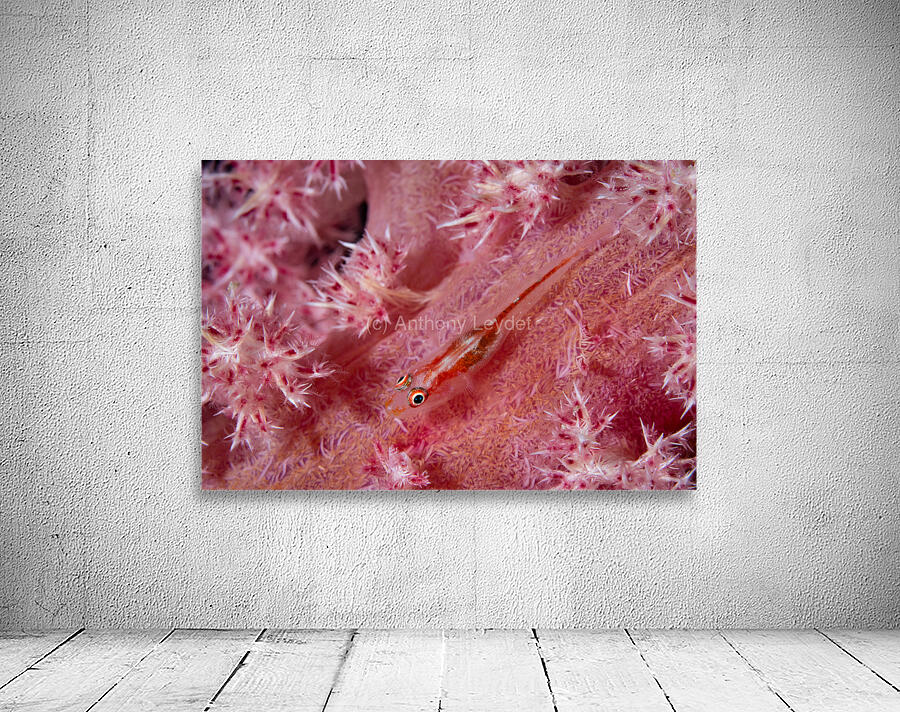 Tiny pink goby - Mauritius Wall Preview