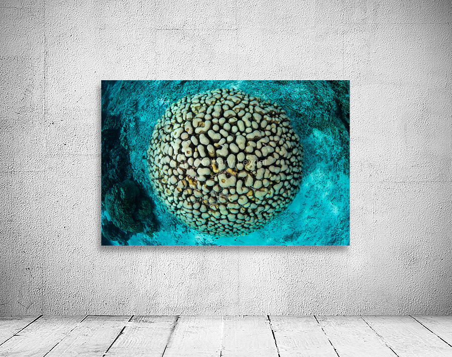 Head coral view Wall Preview