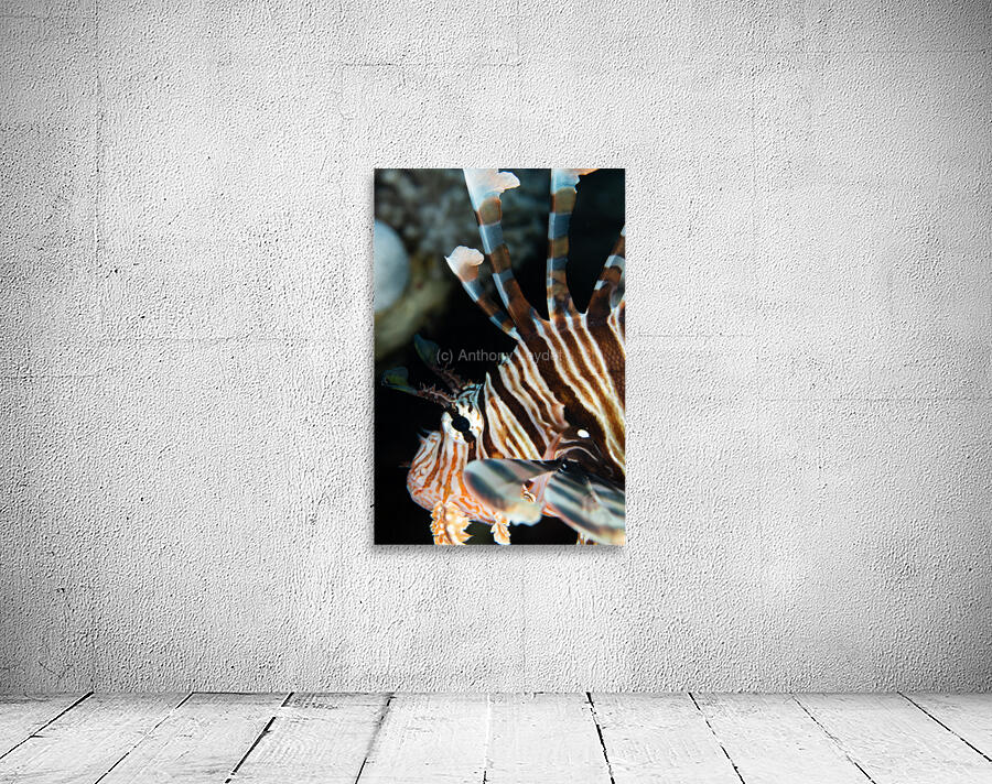 Lionfish close-up Wall Preview