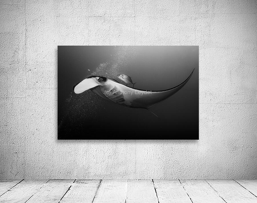 Manta & Jackfish collaboration Wall Preview