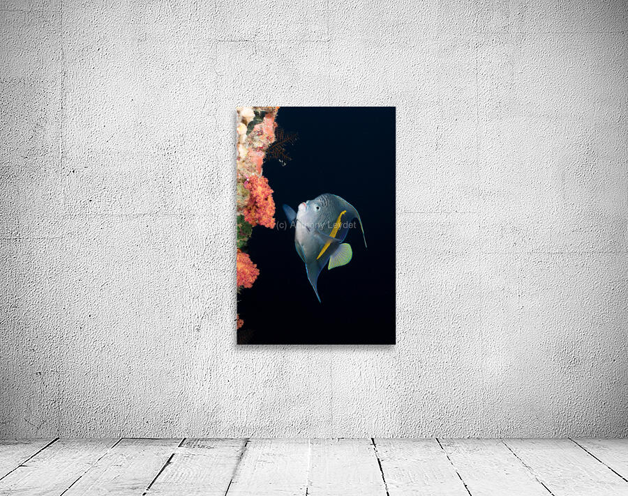 Yellowbar Angelfish Wall Preview