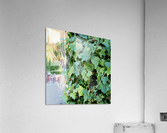 Green Ivy Acrylic Print