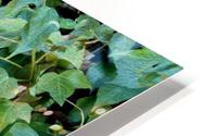 Green Ivy HD Metal print