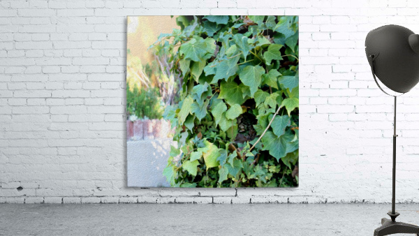 Green Ivy Wall Preview
