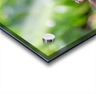 IMG 094400000 Acrylic print