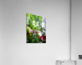 IMG 094400000 Acrylic Print