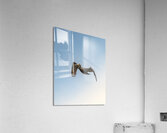Pelican Blues 02 Acrylic Print