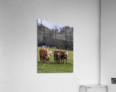 001088 Acrylic Print