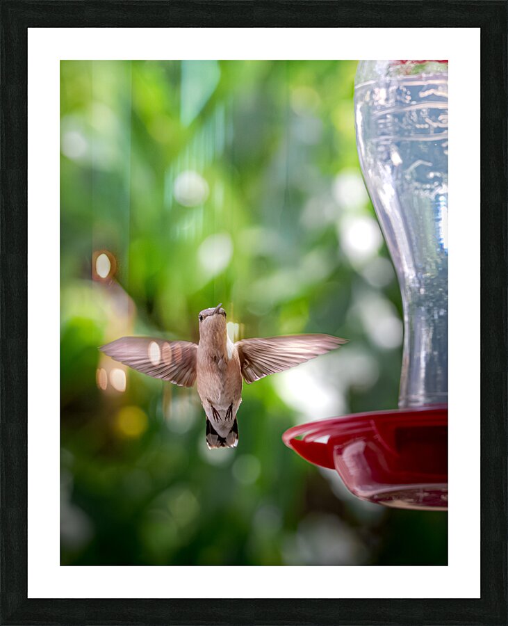 IMG 094400000 Picture Frame print