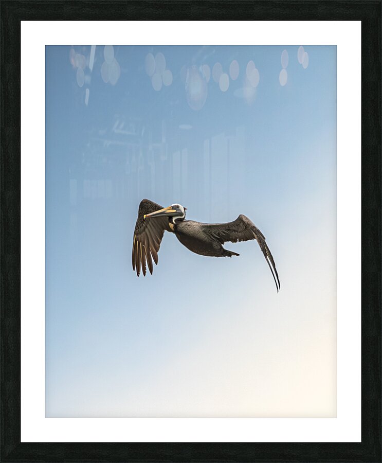 Pelican Blues 02 Picture Frame print