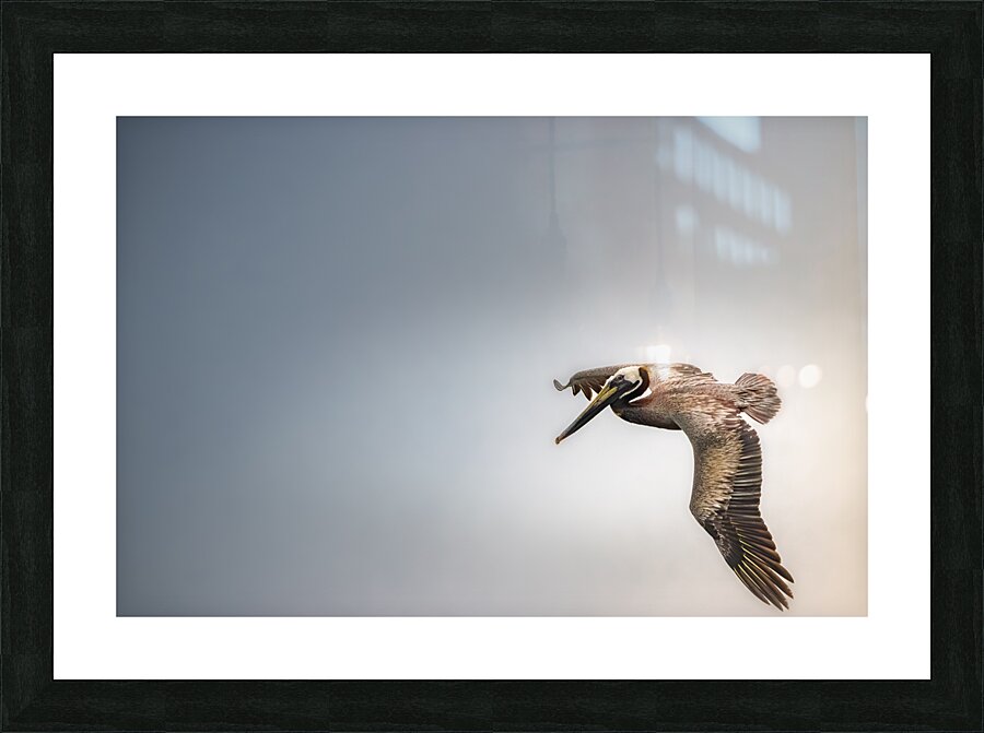 Pelican Blues Picture Frame print
