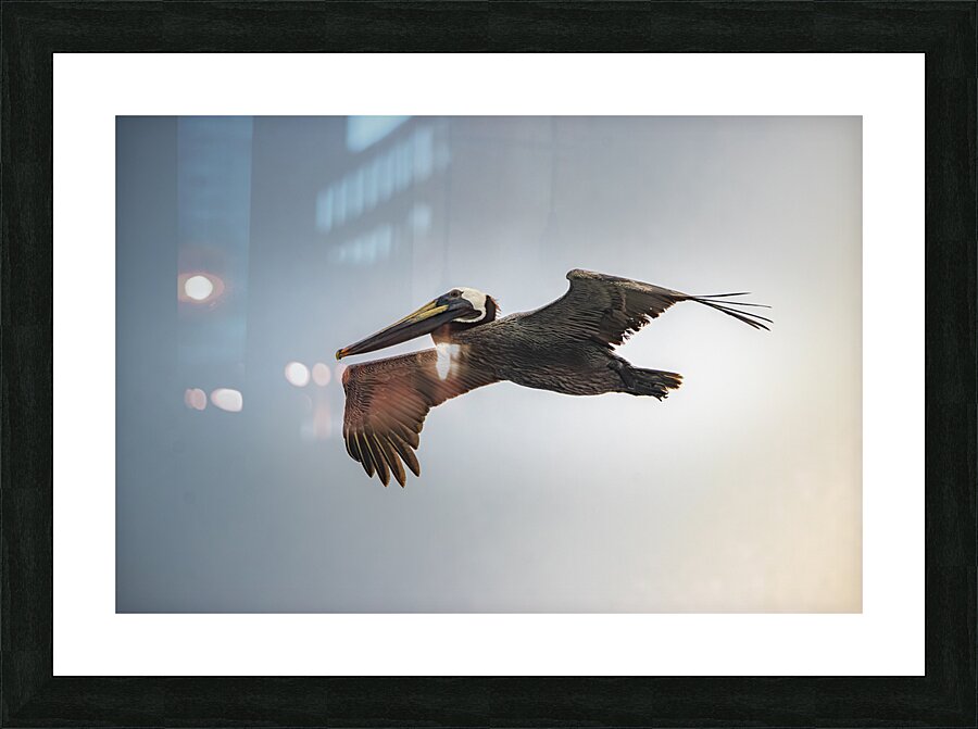 Pelican Blues 05 Picture Frame print
