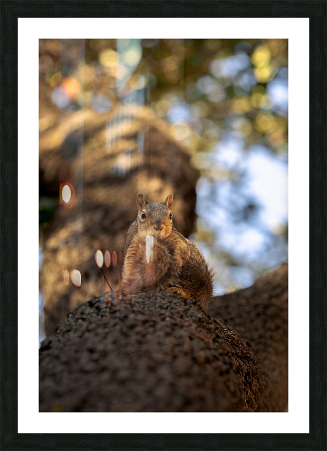992 Picture Frame print