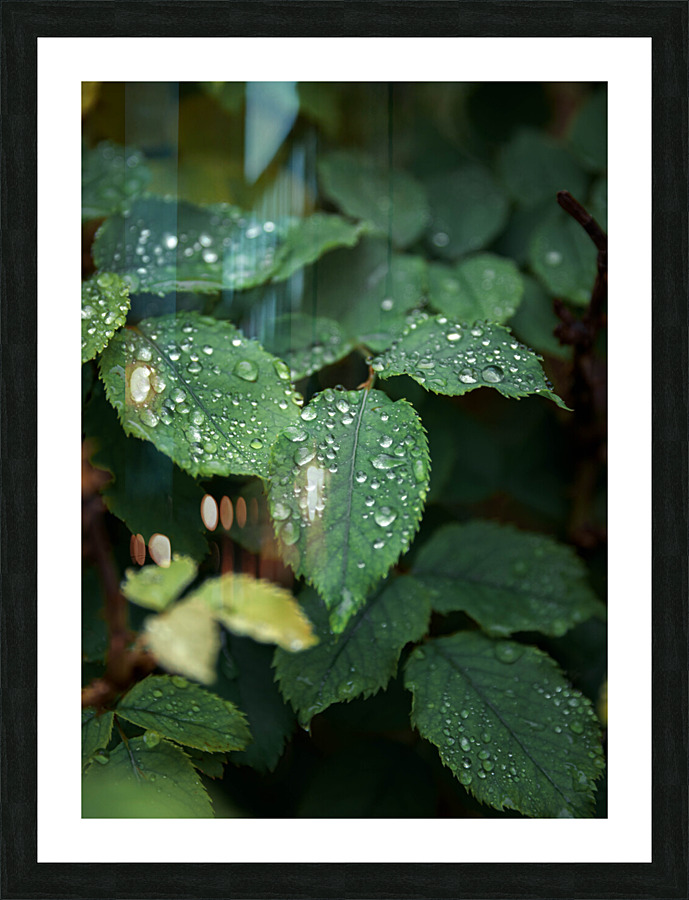 624 Picture Frame print