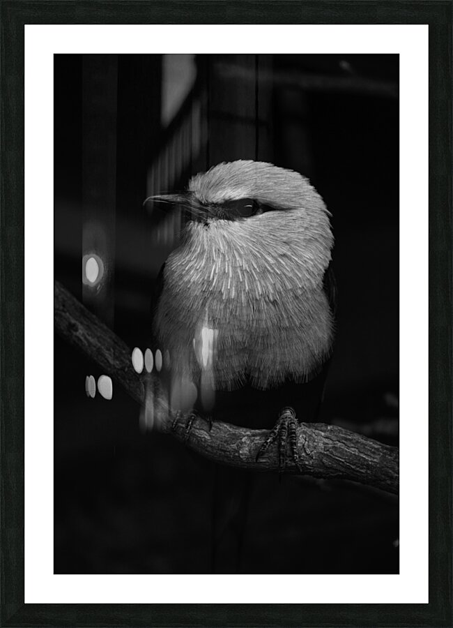 11 BW Picture Frame print