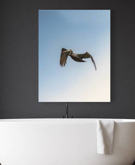 Pelican Blues 02 Reproduction