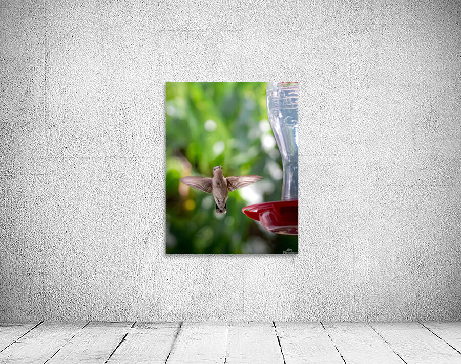 IMG 094400000 Wall Preview