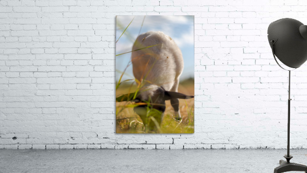 Dave Lamsy  Wall Preview