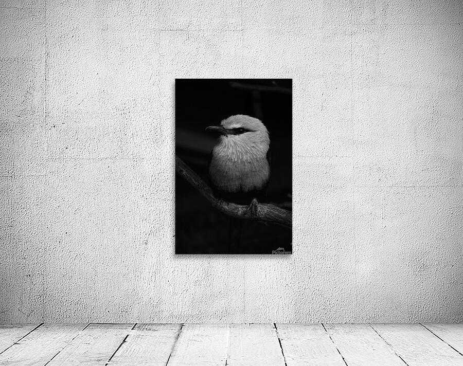 11 BW Wall Preview