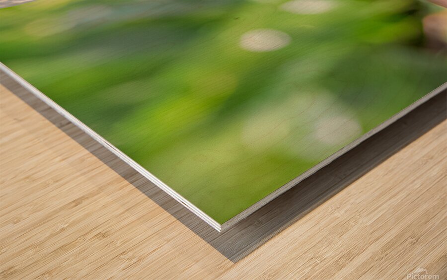 IMG 094400000 Wood print