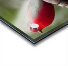 Red Bird  Acrylic print