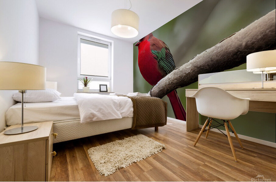 Red Bird  Mural print