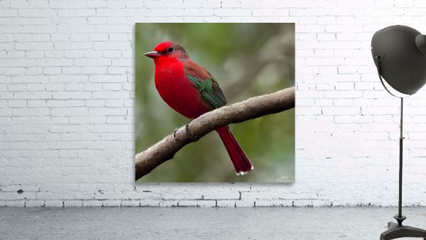 Red Bird  Wall Preview