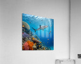                                 Underwater Paradise  1 Acrylic Print