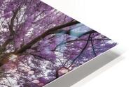                                   2Purple Blossom Pathway HD Metal print