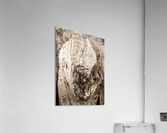 Shore pile 2 Acrylic Print