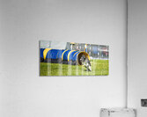 Dog agility Acrylic Print