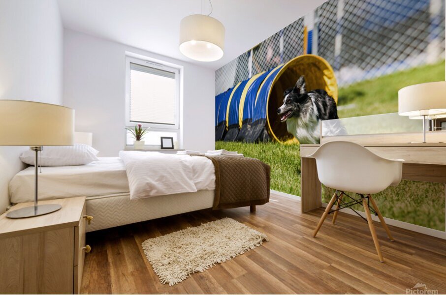 Dog agility Mural print