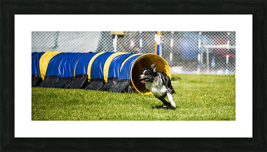 Dog agility Picture Frame print