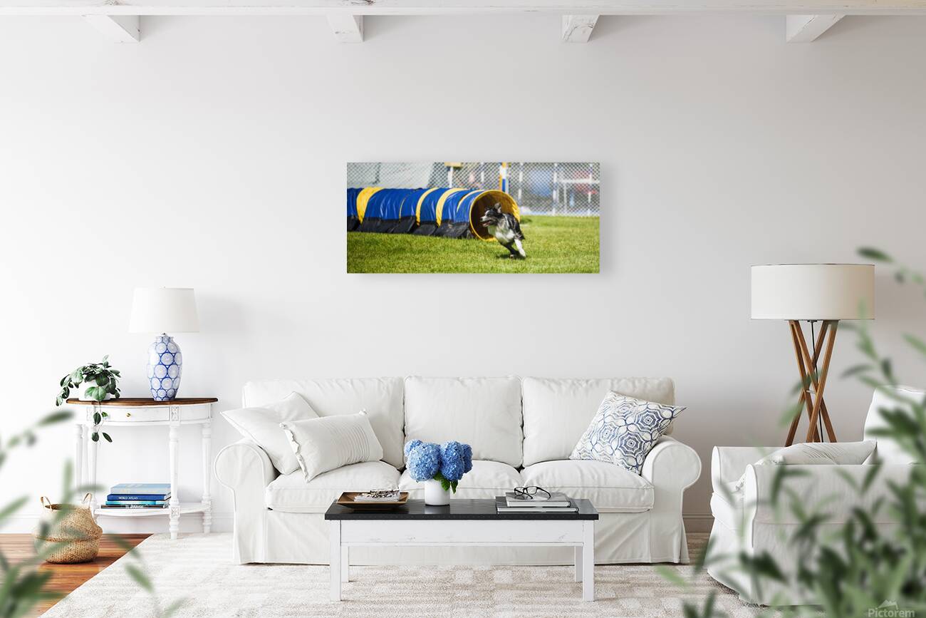 Dog agility Reproduction