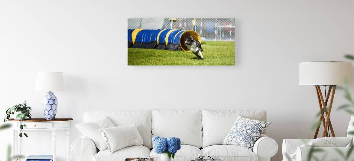 Dog agility by D2 Image
