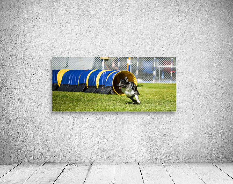 Dog agility Wall Preview