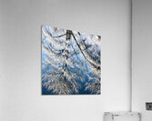 Winter Reflection Acrylic Print