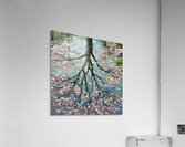 Spring Reflection Acrylic Print