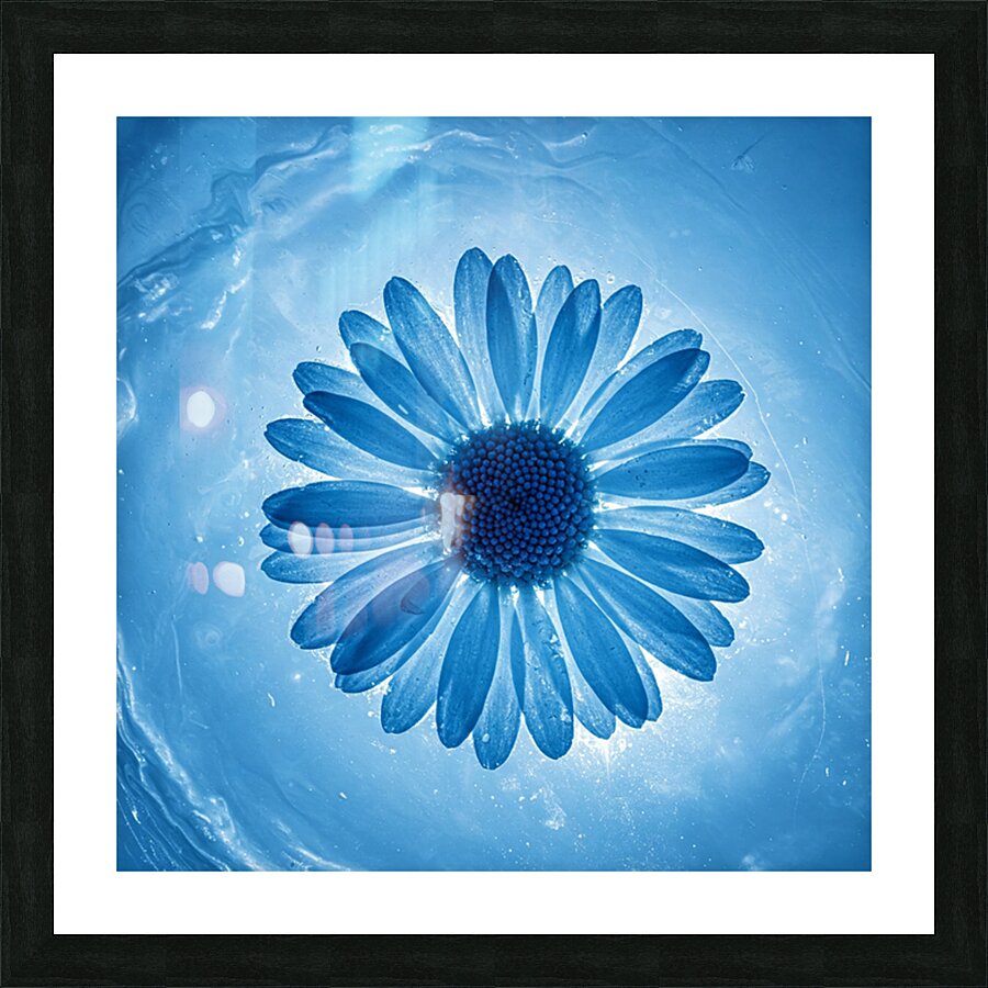 Ice Daisy Flower Picture Frame print