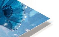 Ice Poppies HD Metal print