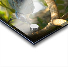 Blue-Crest Sentinel Acrylic print