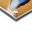 Blue Wing Beauty Acrylic print