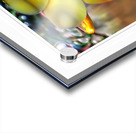 Yellow Flower Glow Acrylic print