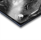 The Lioness Stare Impression Acrylique