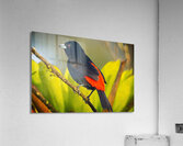 Skyfire Starling Impression acrylique