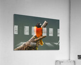 Fire in the Canopy Acrylic Print